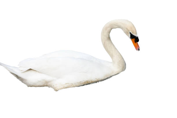 istock white adult Mute Swan (Cygnus olor) 1514518205
