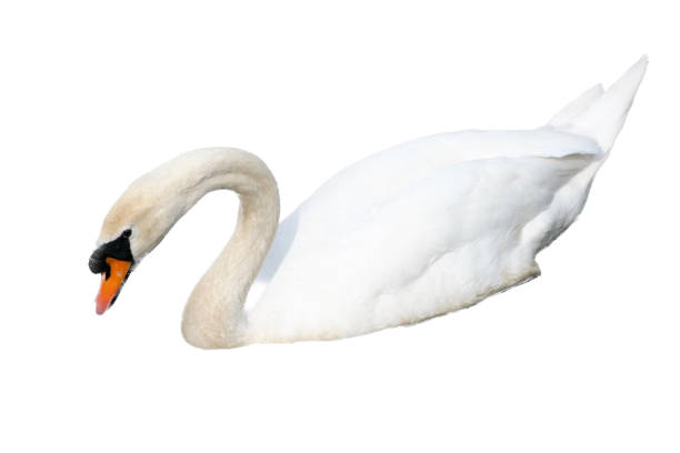 istock white adult Mute Swan (Cygnus olor) 1514523637