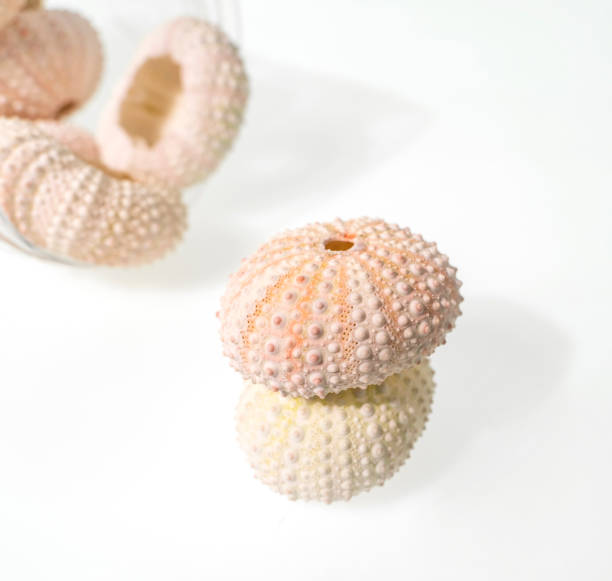 istock sea urchin shell isolated on white background 1514531844