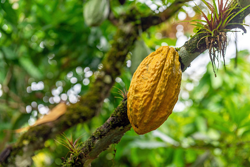 Yellow Arriba Nacional cacao (Theobroma cacao) fruit pod, Esmeraldas, Ecuador.