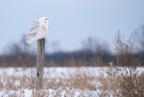 The snowy owl has ruffled feathers and is listening hard for the sound of the mice and voles under the snow.  Once located it will pounce.