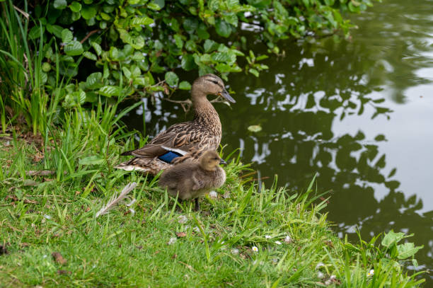 Unusual parenting with a female mallard duck raising a gosling chick Unusual parenting with a female mallard duck raising a single gosling chick anser fabalis stock pictures, royalty-free photos & images