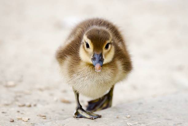 Mandarin ducklings cute and fluffy