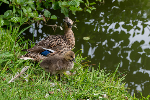 Unusual parenting with a female mallard duck raising a single gosling chick