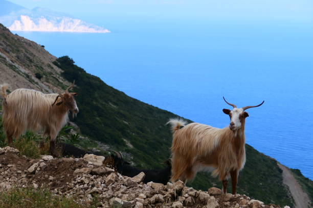 istock Two goats, Kefalonia, Greece
​ 1514569450