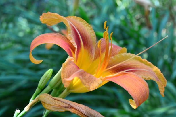 istock An orange flower grows in the garden 1514588518