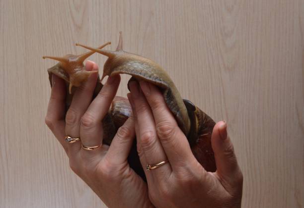 istock big snail in human hands 1514590050