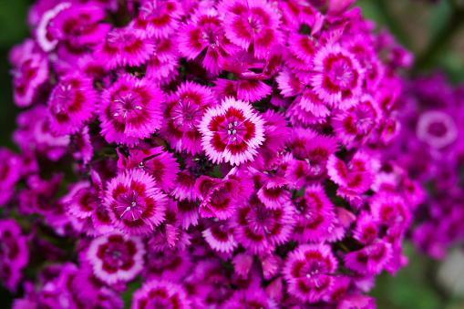 Chinese carnation close-up. Background of Chinese carnation.
