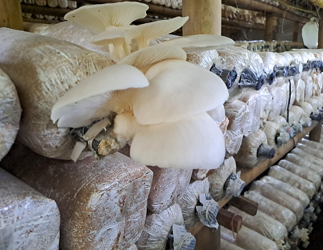 Oyster mushrooms or Pleurotus ostreatus growing in sawdust. Cultivation of fungi