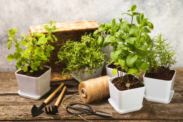 istock Pots with fresh aromatic herbs .Assorted fresh herbs growing in pots on a light background. Close-up. Rosemary, basil, mint, thyme and oregano. Mixed fresh aromatic herbs in a pot.Spicy herbs. 1514635232