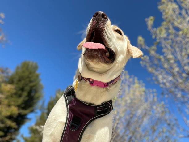 istock Jewel the Yellow Lab 1514635783