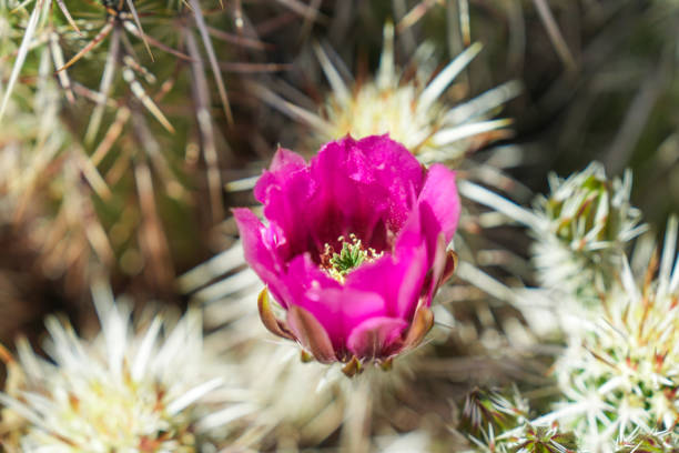 vibrante flor de erizo rosa - cactus hedgehog cactus close up macro fotografías e imágenes de stock