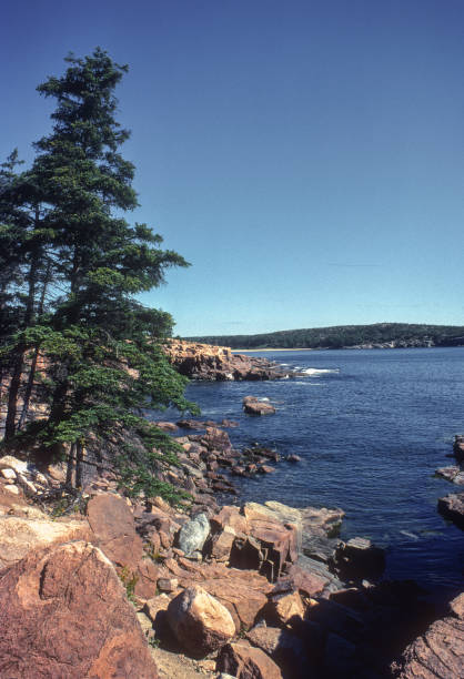 istock Acadia NP - Tree on Rocks - 1980 1514652223