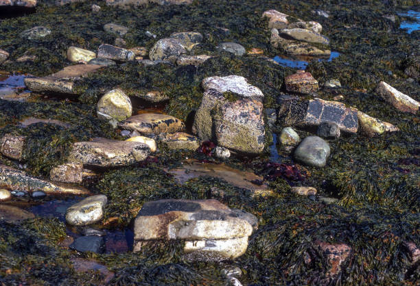 istock Acadia NP - Seaweed & Rocks - 1980 1514655377