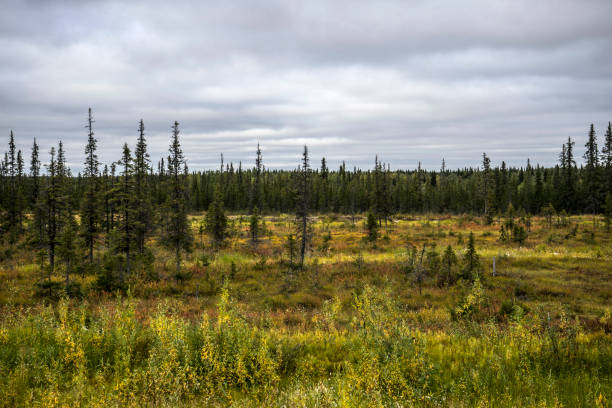 Autumn forests in northern Russia