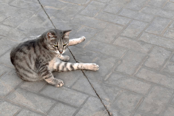 istock Cat sitting on the ground. 1514713871