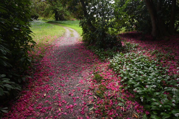 A path through an ornamental garden in Cornwall stock photo