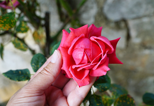 Pink rose bud in garden held by female hand on blurred background