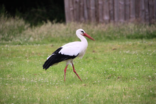 istock A view of a White Stork 1514720287