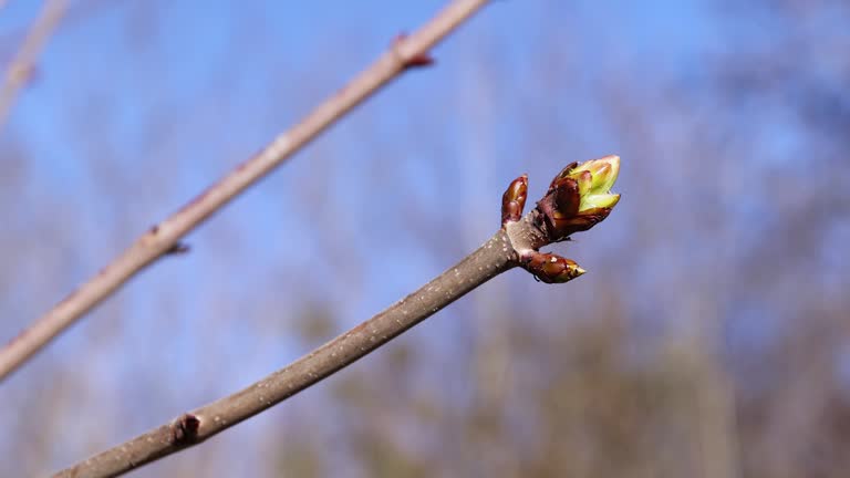 the tops of various deciduous trees in the spring season