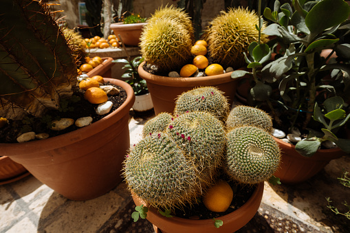 Cactus plants are cultivated for sale as an extra income.