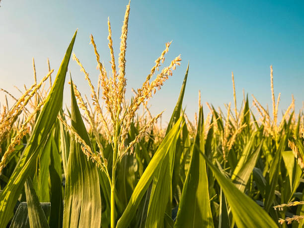 Deep within Rows of Corn Planted in an Agricultural Field