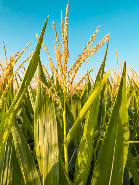istock Deep within Rows of Corn Planted in an Agricultural Field 1514751796