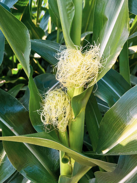 visões de closeup de sedas em uma planta de milho - corn crop corn spring field - fotografias e filmes do acervo