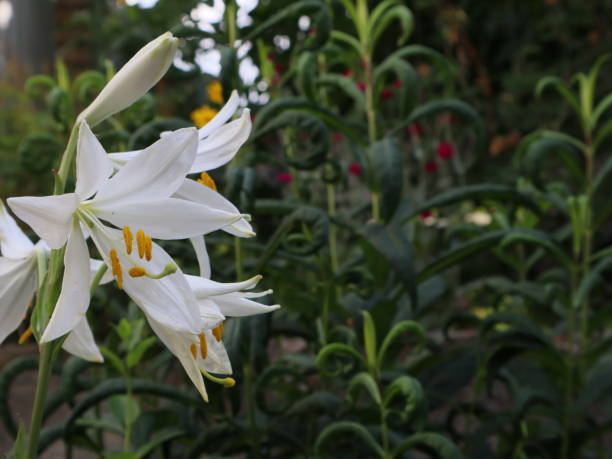 istock White lily in the garden, macro shot. 1514753069