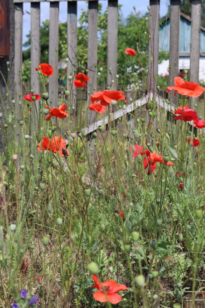 istock Red poppy in the field, close up. 1514753385