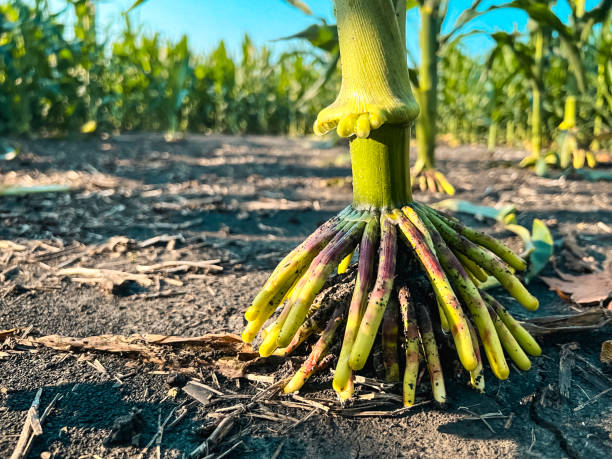 viste ravvicinate delle radici delle piante di mais nel terreno - corn crop corn spring field foto e immagini stock