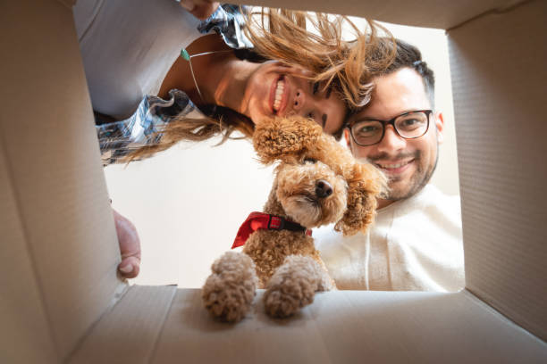 smiling young couple looking into the box together with a dog - standard poodle imagens e fotografias de stock