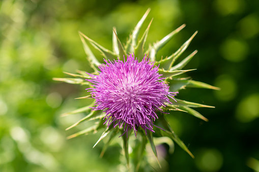 A blue thistle wildflower against a plain white background.