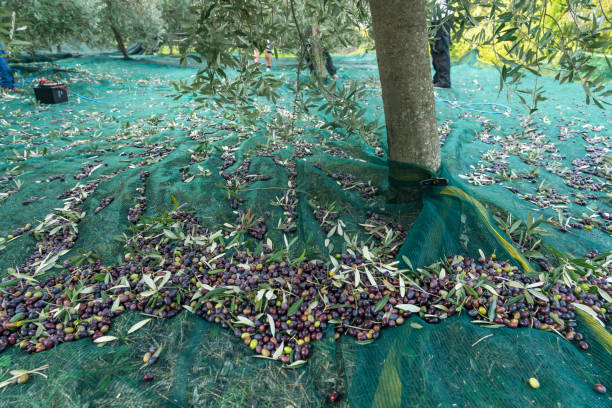 istock Large olive orchard prepared for picking olives 1514762946