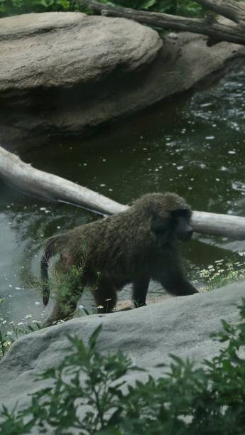 istock A Day at the Zoo - Baboon 1514767122