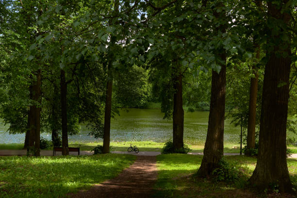 Sunlit park with pine trees. Beautiful path to the river through the dark forest. Bicycle on the trail along the river.