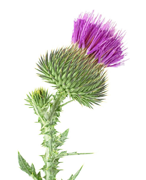 lila blume der distelpflanze mit grüner knospe isoliert auf weißem hintergrund. cirsium vulgare. - purple thistle stock-fotos und bilder