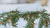 Evergreen European Common Yew Branches Twigs on Cold Winter Day