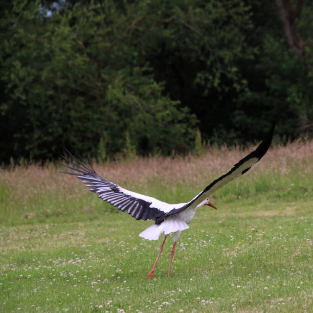 istock A view of a White Stork 1514787034