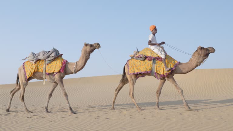 Indian man riding camels on sand dunes, Rajasthan, India