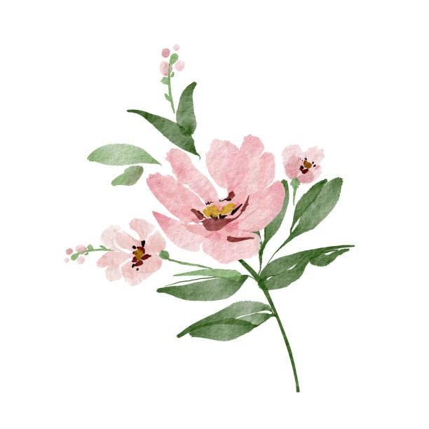 istock Delicate watercolor pink flower, hand painted for cards and design. 1514830685