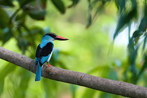 Blue-brested Kingfisher in a forest in Gambia Abuko Reserve