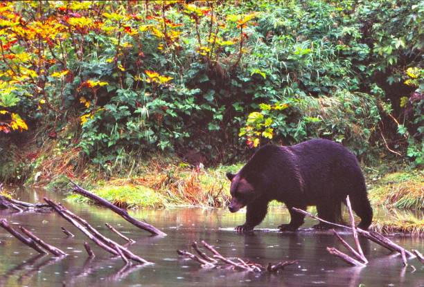 istock Grizzly Bear - Fish Creek - Hyder, Alaska 1514841160