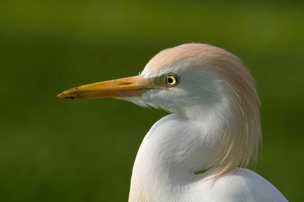 portrait at sunset with green background - Gambia