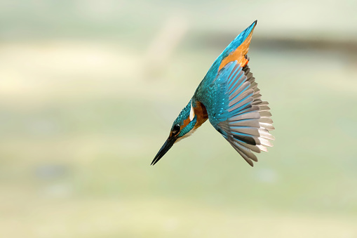Kingfisher diving to catch a fish caught in flight - Italy