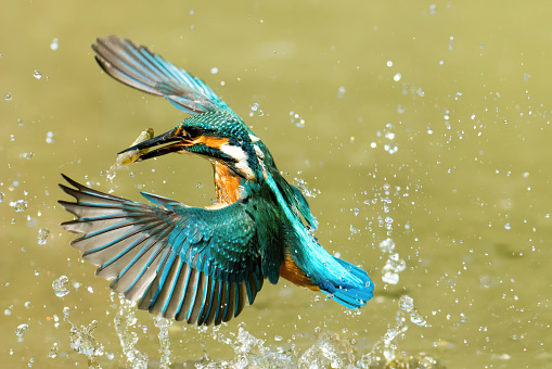 Kingfisher in flight catching a fish - Italy