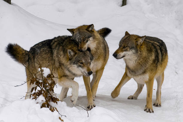 istock wolves pack playing inside the snow at natural bayerischer wald - Germany 1514848944
