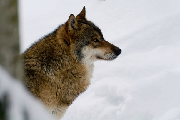 istock wolf inside the snow at natural bayerischer wald - Germany 1514849976