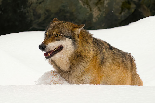 a wolf walking in high snow at the natural bayerischer wald - germany