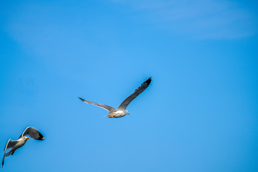 Two Seagulls, sea birds flying with clean blue sky in background.